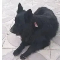 واگذاری ژرمن