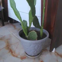 فروش گل طبیعی