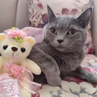 گربه اسکاتیش