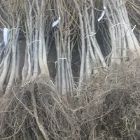 عرضـه نهـال گردوبـادام و...|خدمات باغبانی و درختکاری|رشت, لاکان|دیوار