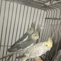 مرغ عشق فنج|پرنده|تهران, اتابک|دیوار