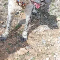 گمشده|حیوانات|لردگان, |دیوار