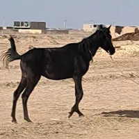 فروش کره اسب نریون۲ساله دره شور وعرب