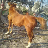 کره اسب سه نشان با برگ کشش