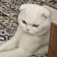 گربه دبل فولد اسکاتیش