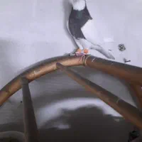 کبوتر|پرنده|شیراز, کوشک میدان|دیوار