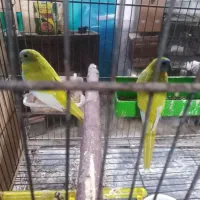 سه جفت نئو فما مولد با یک نر تک