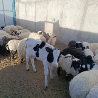 گاو زایده با گوساله|حیوانات مزرعه|مود, |دیوار