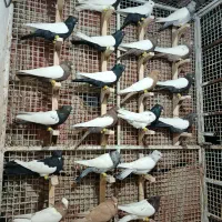 دسته.رنگی.سینه دم سفید طوقی کله