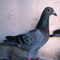 کفتر ذات دار