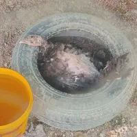بوقلمون کرچ،جثه بزرگ