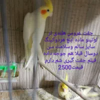 عروس هلندی جفت وتک قناری ومرغ عشق سالم وسلامت|پرنده|بهارستان, |دیوار