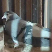 کفتر ساده|پرنده|مشهد, نوید|دیوار