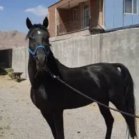 اسب اصیل عرب