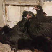 مرغ و خروس زینتی|حیوانات مزرعه|تربتحیدریه, شهدا|دیوار