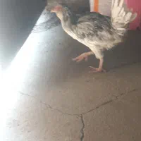 فروش تک خروس گلین کاکل ریش فول چهل تاج|حیوانات مزرعه|آباده, |دیوار