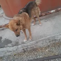 سگ نگهبان