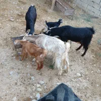 فروش بز|حیوانات مزرعه|مهران (ایلام), |دیوار