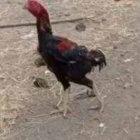 خروس ومرغ لاری