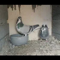 عروس هلندی قفس کبوتر خرقه زره ای