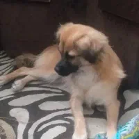 سگ اشپیتز ماده گمشده