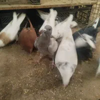 فروش ده تاکفتر رنگی|پرنده|داراب, |دیوار