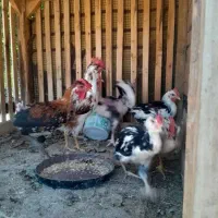 تعدادی خروس گلین ریشی چهل تاج خشگل 6 ماهه