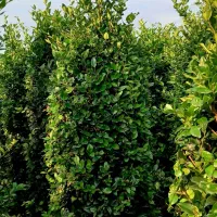 یاس هلندی زمینی لوکس