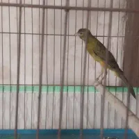 قناری سبز چمنی|پرنده|فسا, |دیوار