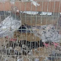 تعدادی کبوتر