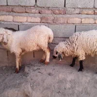 بره نر وماده