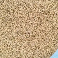 گندم بزری کوهدشت|عمده‌فروشی|کوهدشت, |دیوار