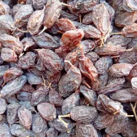 فخری تازه