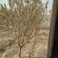 فروش چندموردزمین مسکونی|فروش زمین و ملک کلنگی|فولادشهر, مسکن مهر فولادشهر|دیوار