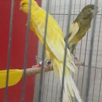 رسمی بلند شاخص نر و ماده آماده