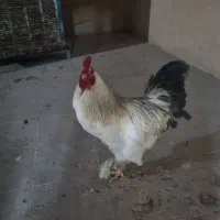 خروس برهما لایت