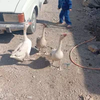 بط فروشی|حیوانات مزرعه|زابل, |دیوار