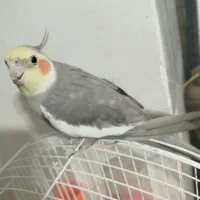 عروس هلندی فول رام سخنگو|پرنده|فردوس (خراسان), |دیوار