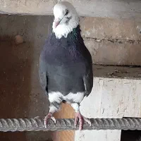 کبوتر شازده سیاه  نر،درجه یک|پرنده|گلپایگان, |دیوار