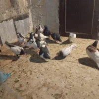 تعداد کفتر رنکی|پرنده|شیراز, کرونی(خاتونک)|دیوار