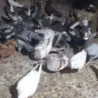 45تا کفتر|پرنده|بیرجند, |دیوار