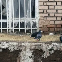 2 عدد نر ماده آلمانی.. مینا سیاه کرمونی قلدر..|پرنده|زاوه, |دیوار