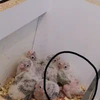 جوجه گرینچیک ملنگو شاه لانه قفس کاسکویی