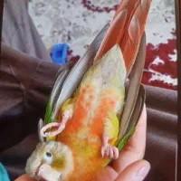 گرینچیک جهت معاوضه