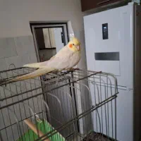 عروس هلندی لوتینو نر و ماده|پرنده|کرمانشاه, |دیوار