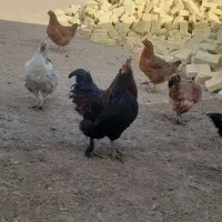 خروس|حیوانات مزرعه|بزینه رود, |دیوار