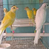 قناری عمده و خرده در عجبشیر