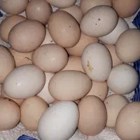 تخم مرغ نطفه دار محلی و فیومی دونه ۳۰|خوردنی و آشامیدنی|اهواز, رسالت|دیوار