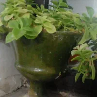 گل یشم|گل و گیاه طبیعی|خرمدره, |دیوار