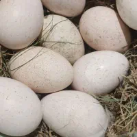 تخم بوقلمون مرینوستهداد|حیوانات مزرعه|کرباسک, |دیوار